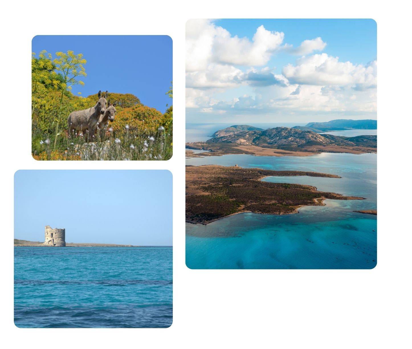 Mare, flora e fauna all'Asinara